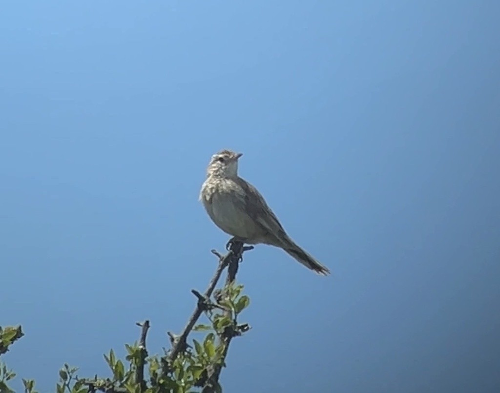 Анумби - ML646996245