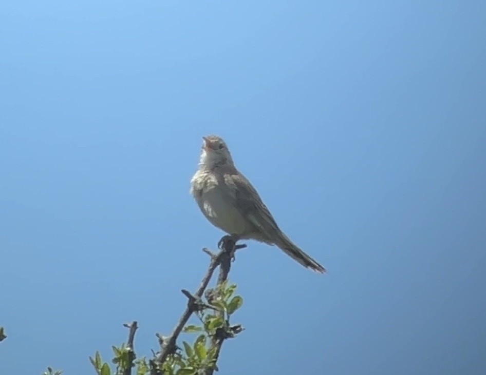 Анумби - ML646996246