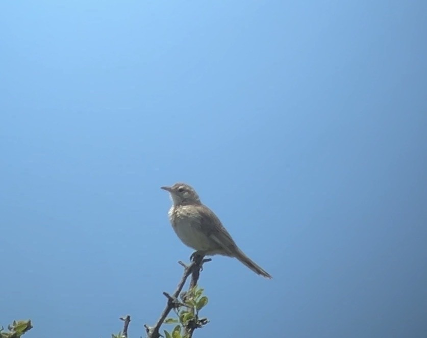 Анумби - ML646996247