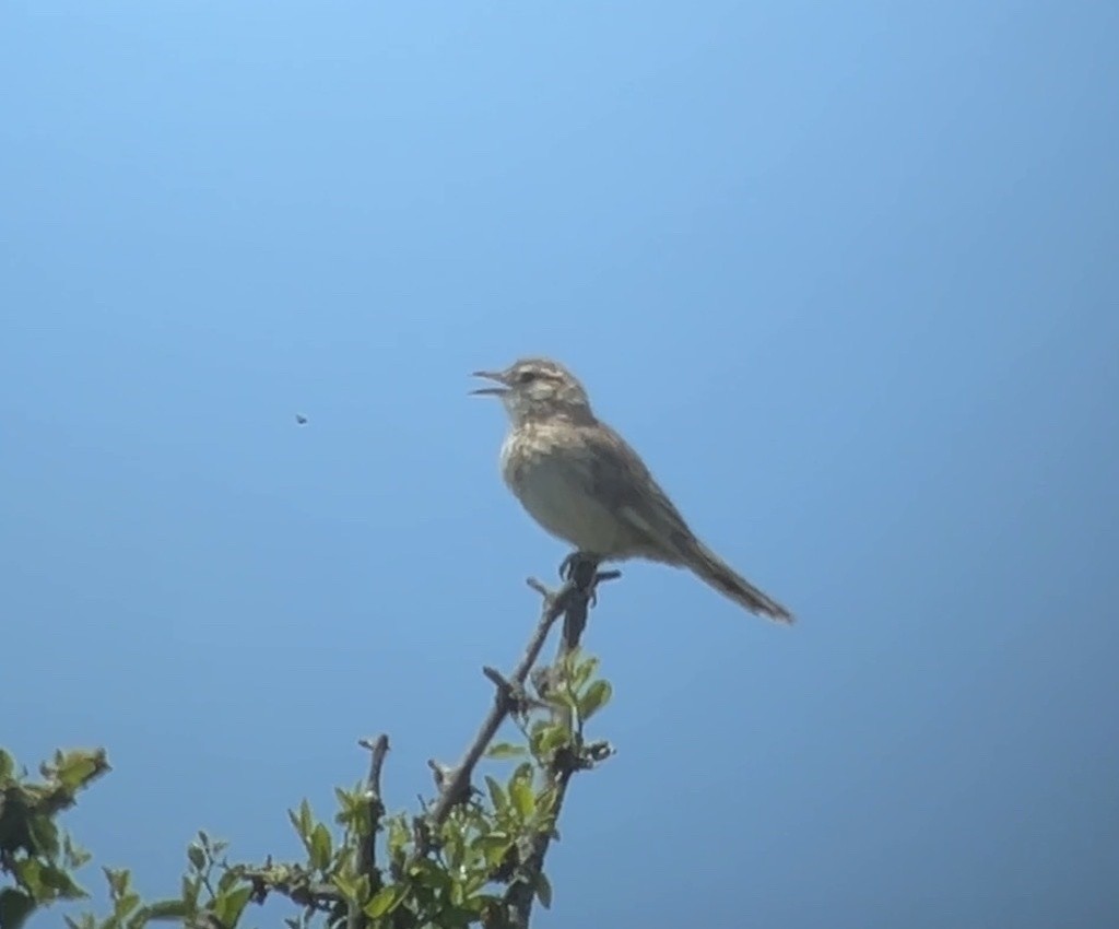 Анумби - ML646996248