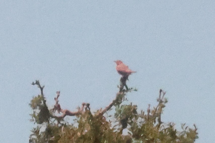 Анумби - ML646996249