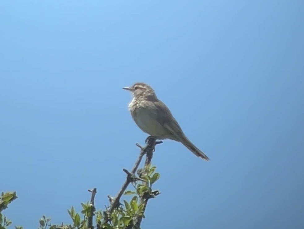 Анумби - ML646996250