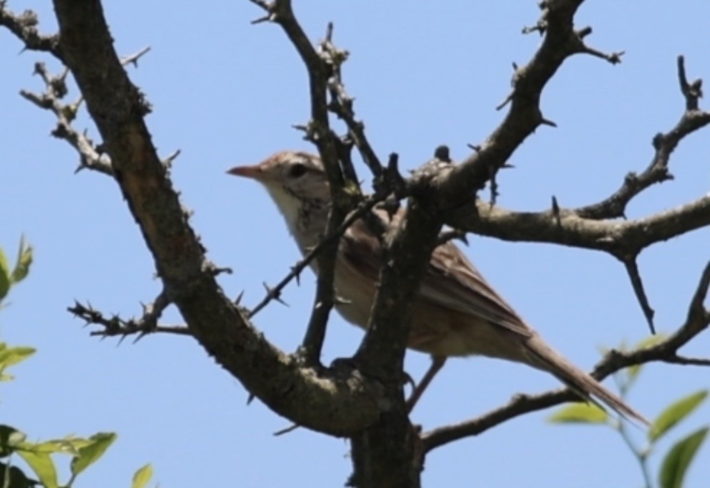 Анумби - ML646996251