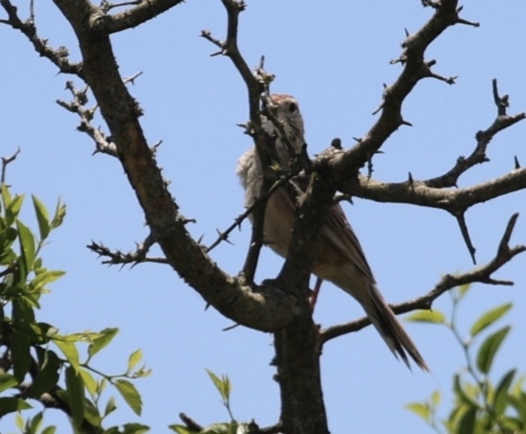 Анумби - ML646996252