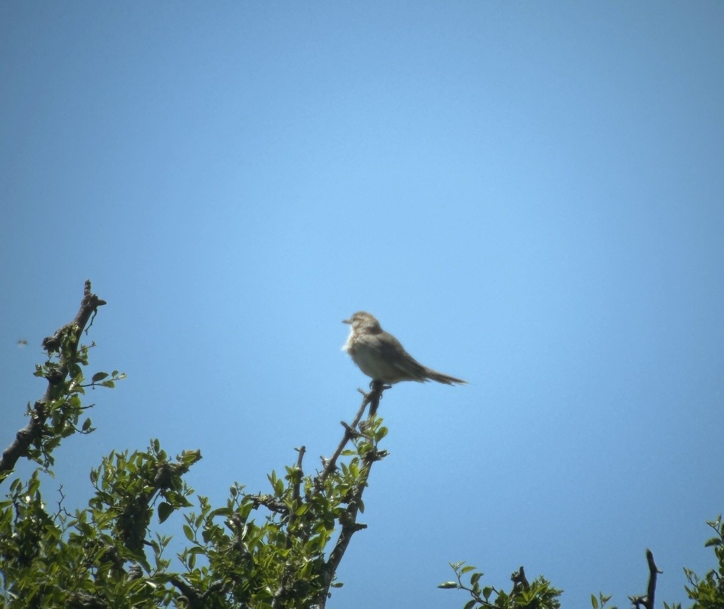 Анумби - ML646996253