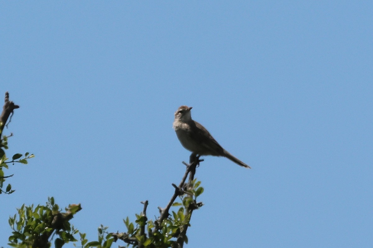 Анумби - ML646996254