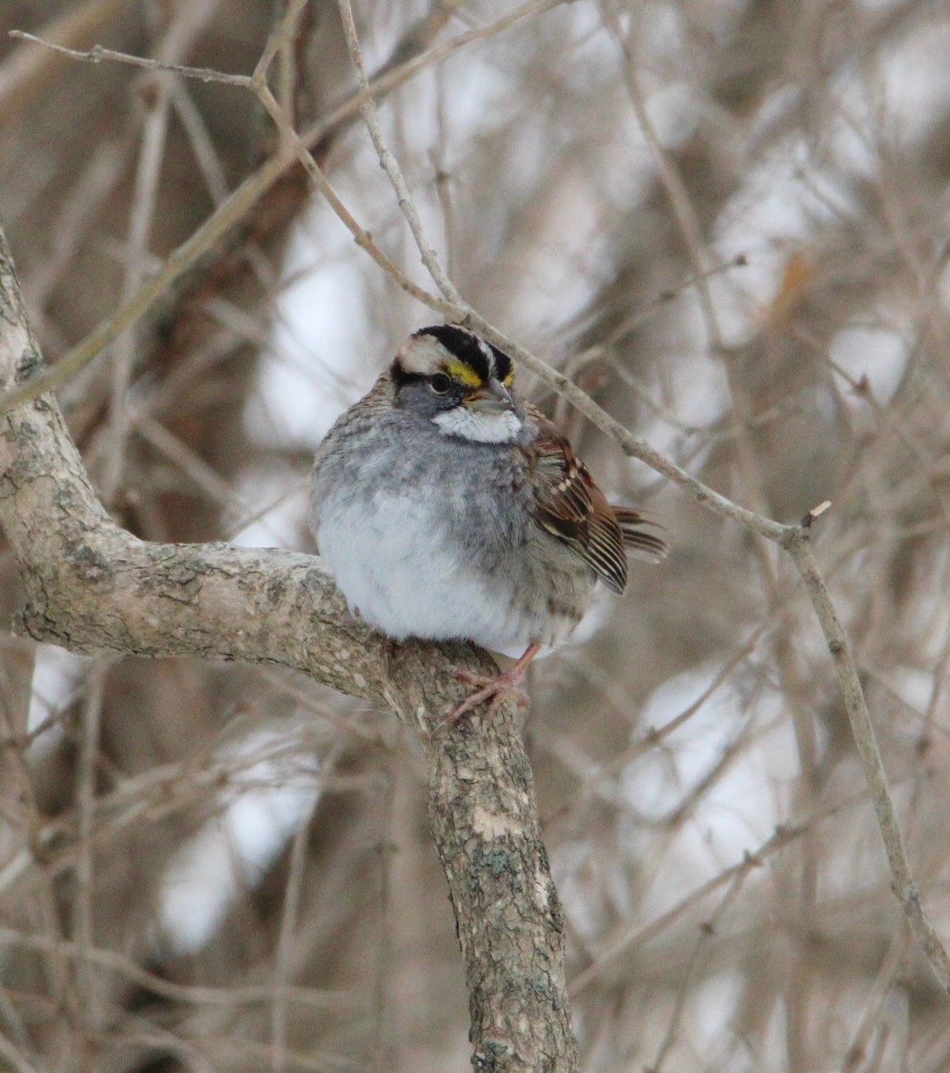 hvitstrupespurv - ML646996257