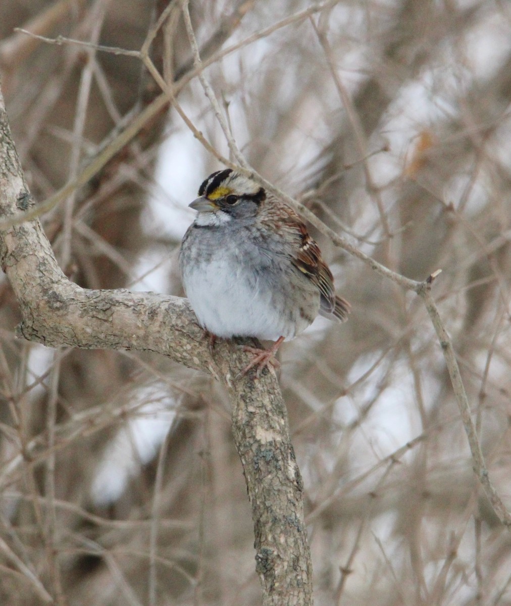 hvitstrupespurv - ML646996258