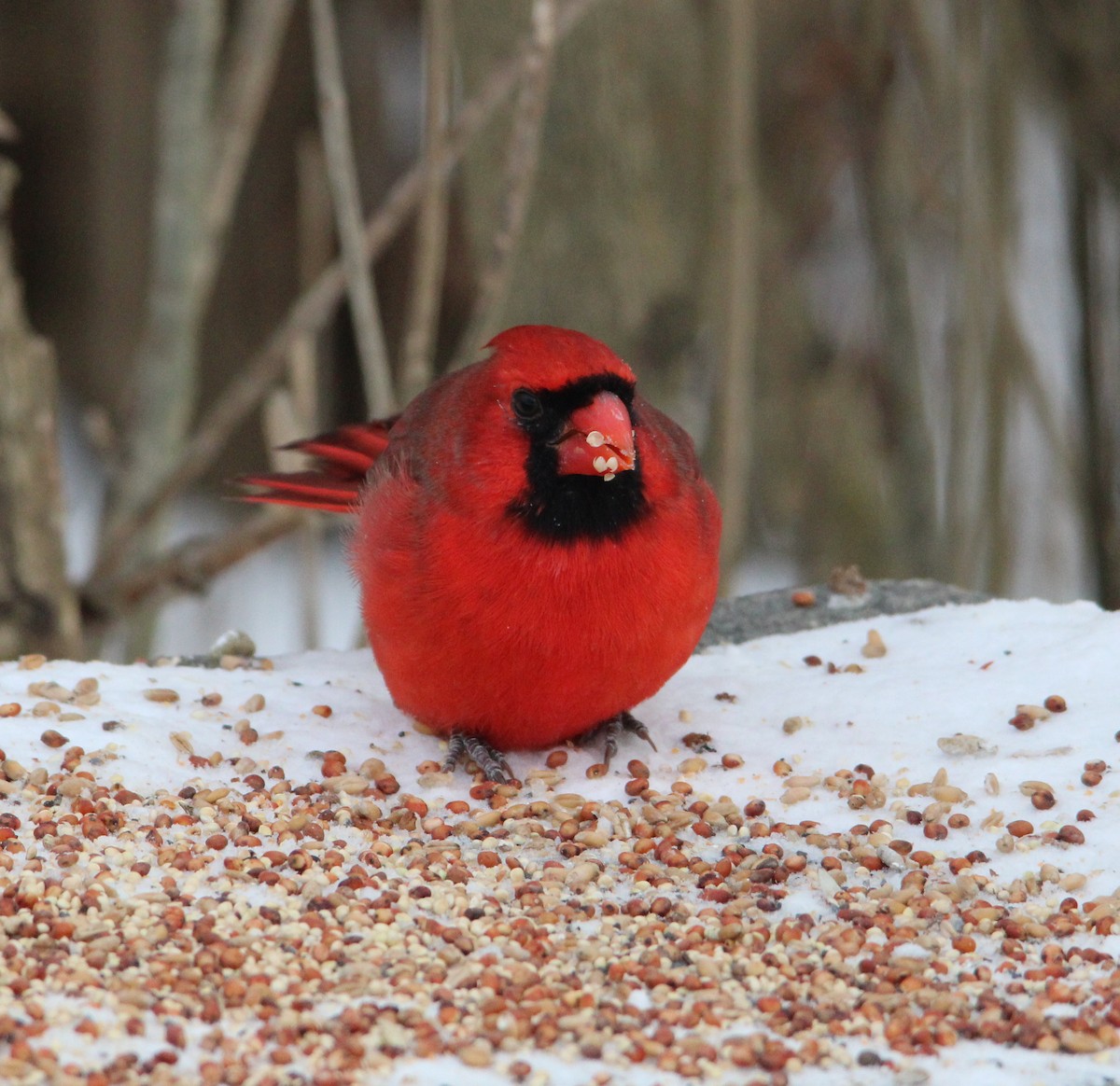 rødkardinal - ML646996259