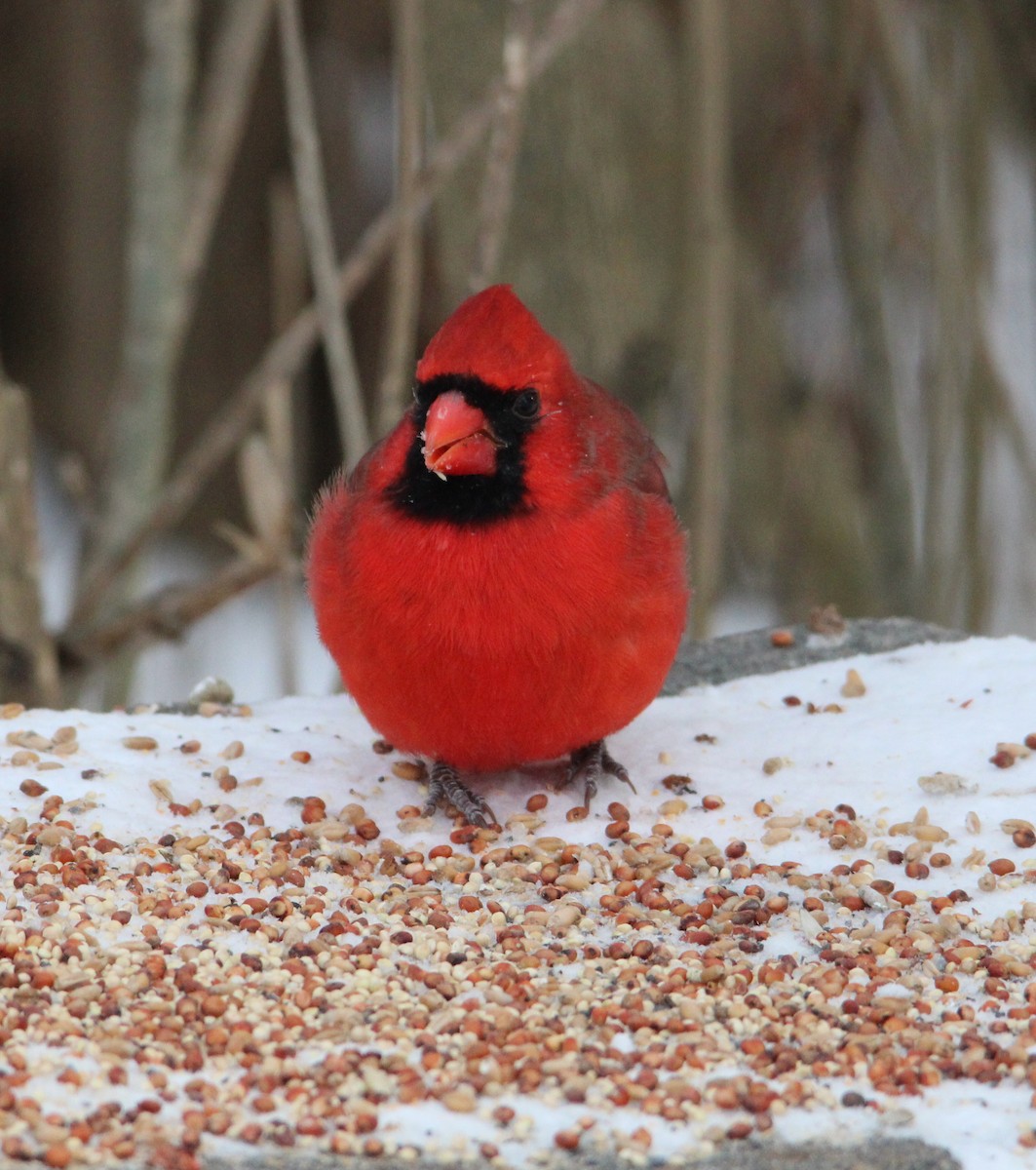 rødkardinal - ML646996260