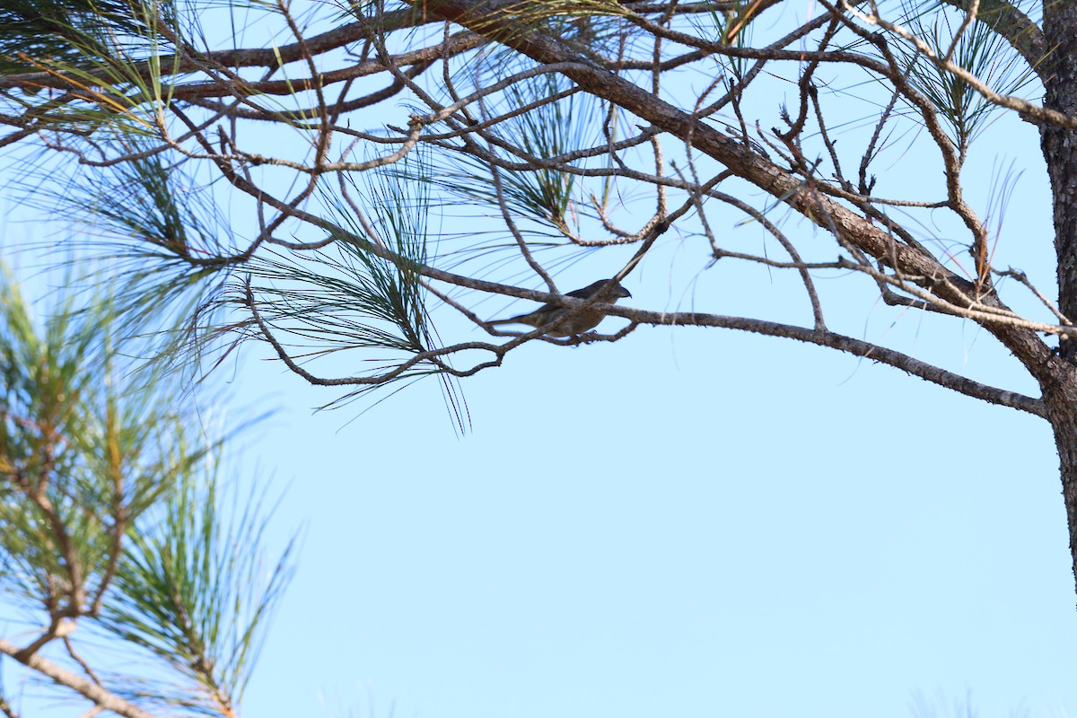 Piquituerto de la Española - ML646996261