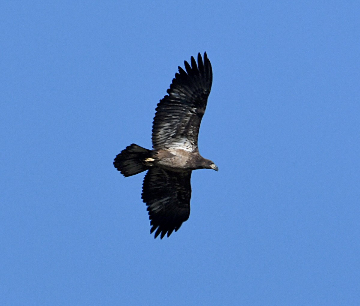 Bald Eagle - ML646996262
