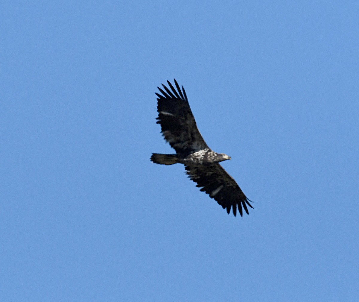 Bald Eagle - ML646996263