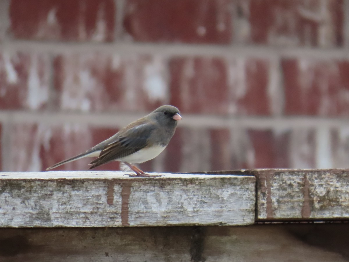 Dark-eyed Junco - ML646996265