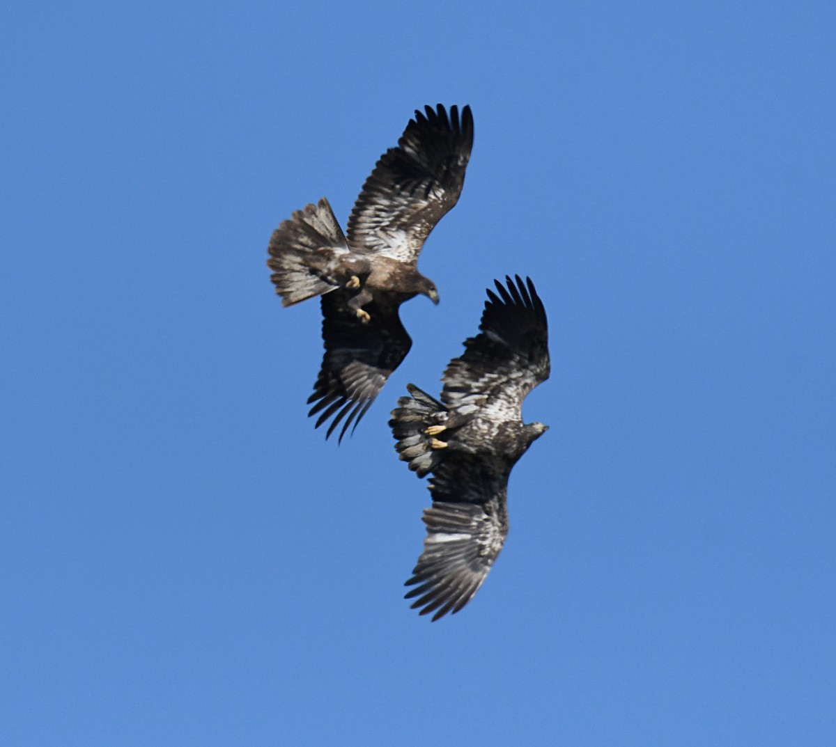 Bald Eagle - ML646996266