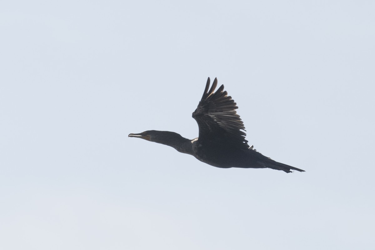 Double-crested Cormorant - ML646996270
