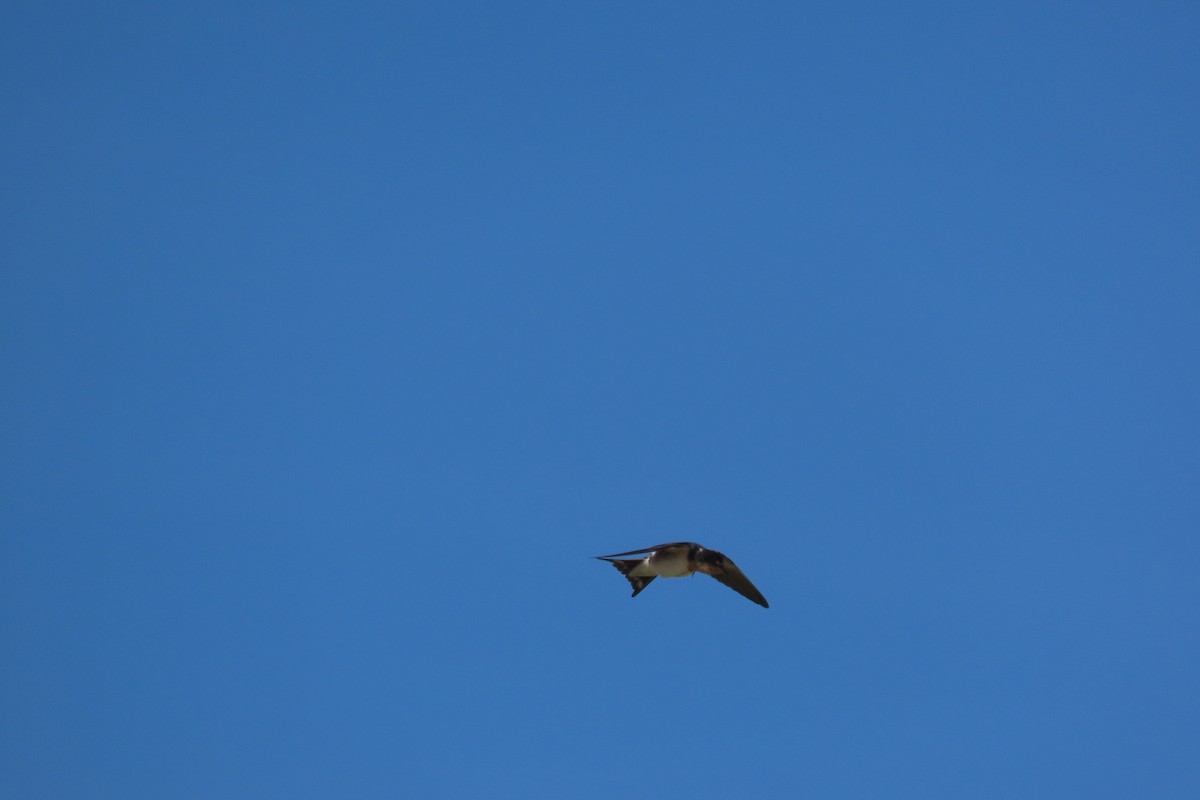 Golondrina Común - ML646996271