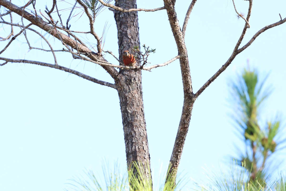 Piquituerto de la Española - ML646996274