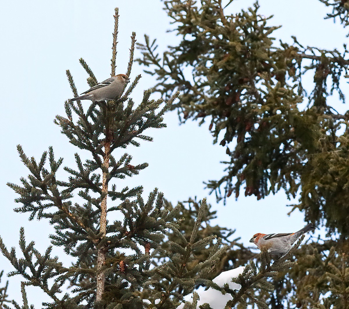 Pine Grosbeak - ML646996276