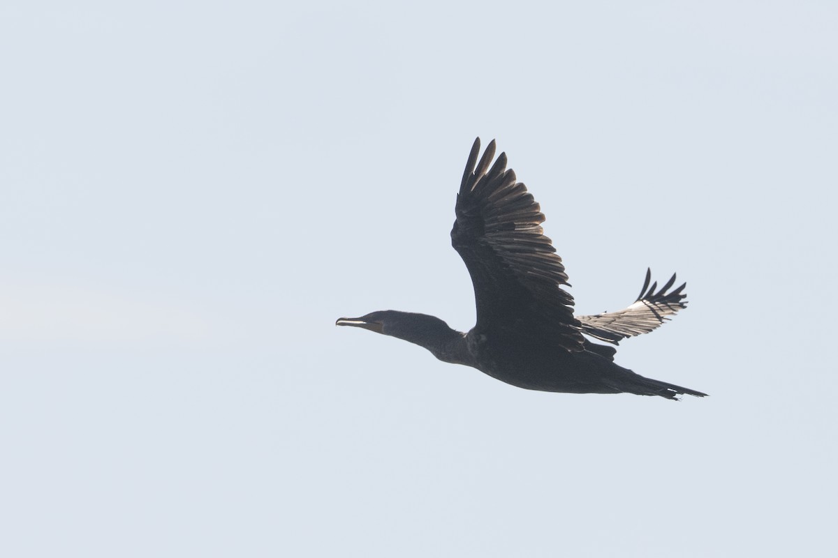 Double-crested Cormorant - ML646996281
