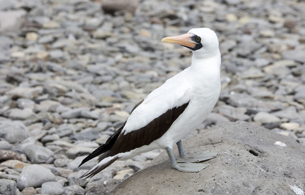 Nazcatölpel - ML646996287