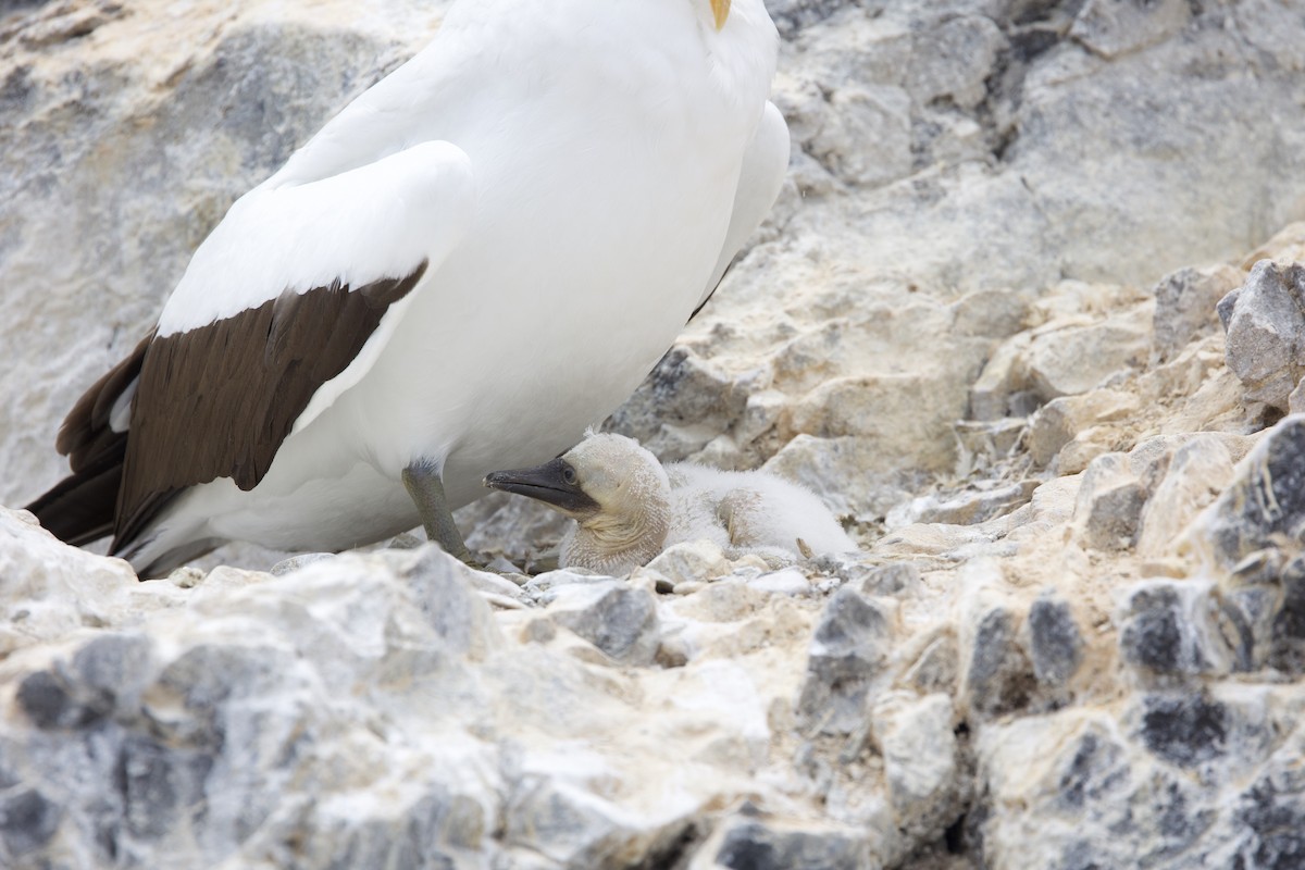 Nazcatölpel - ML646996292