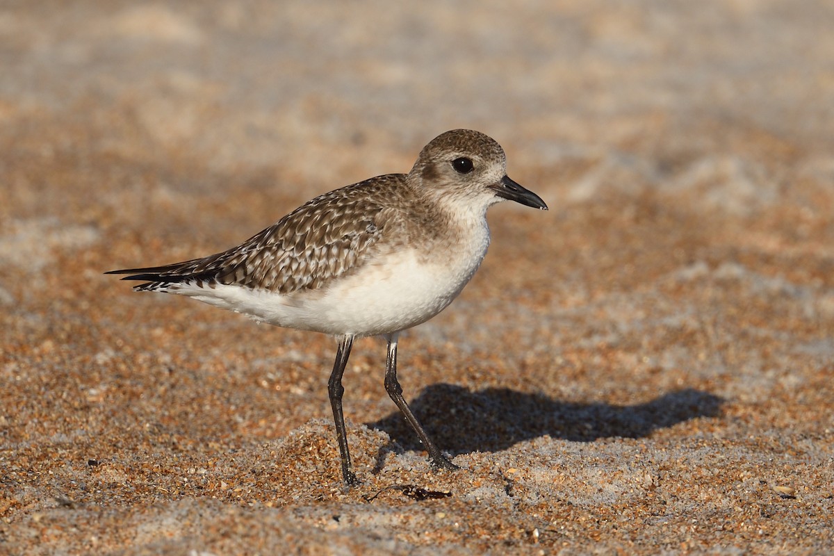 Gümüş Yağmurcun - ML646996295