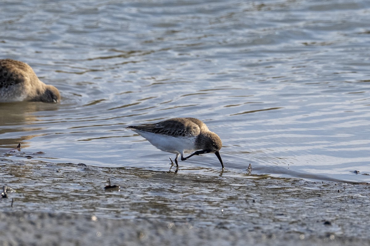 ハマシギ - ML646996296