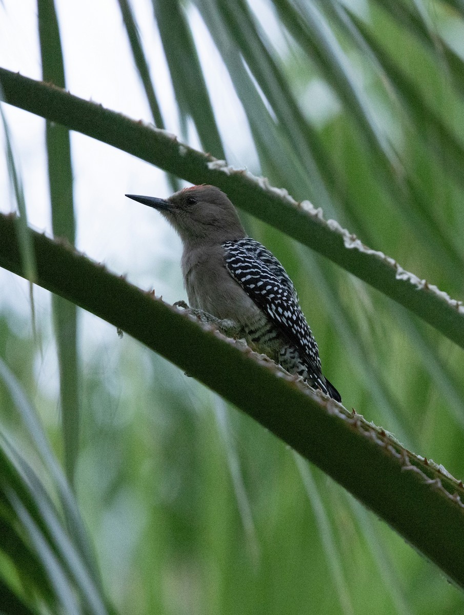 Carpintero de Gila - ML646996300