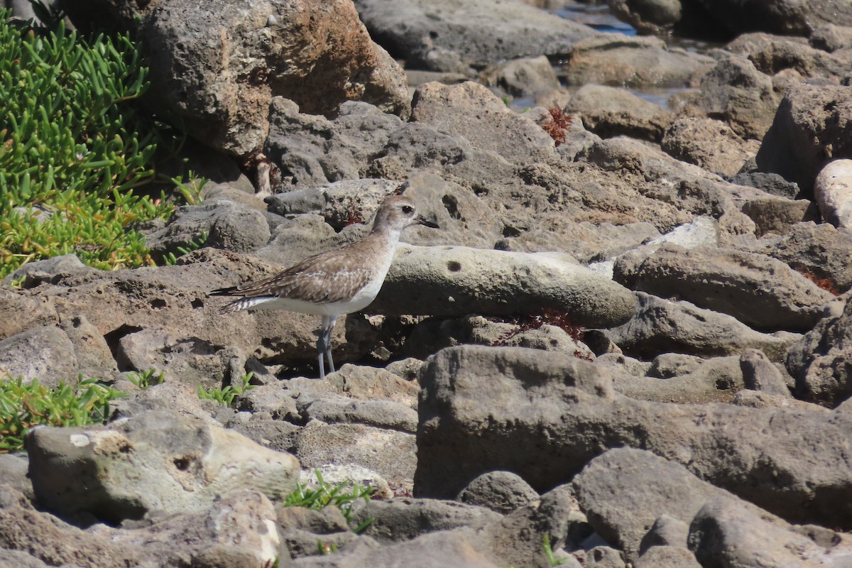 Gümüş Yağmurcun - ML646996304