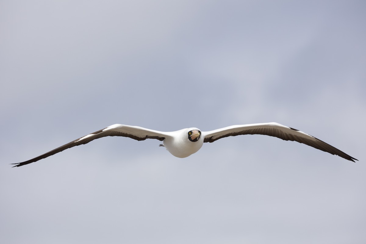 Nazcatölpel - ML646996310