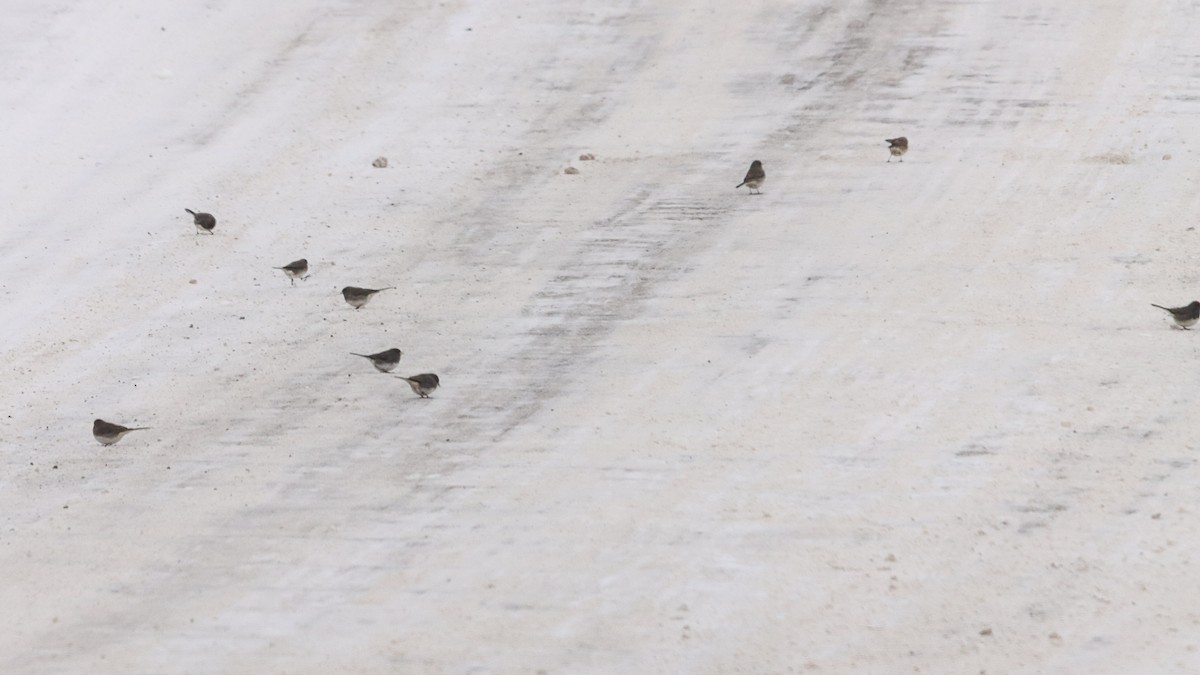 Dark-eyed Junco - ML646996314