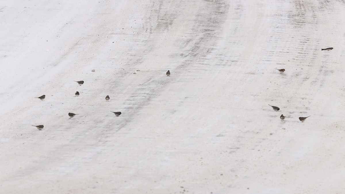 Dark-eyed Junco - ML646996315