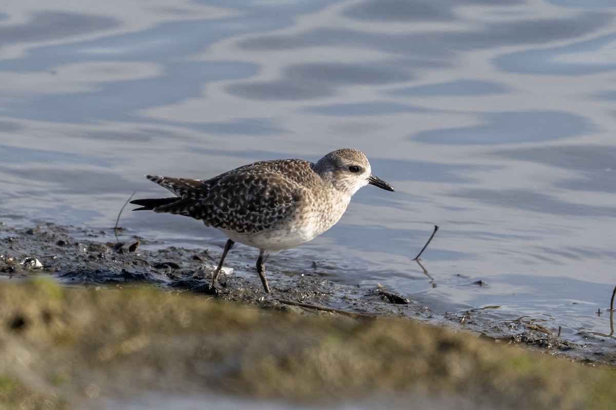 Gümüş Yağmurcun - ML646996329