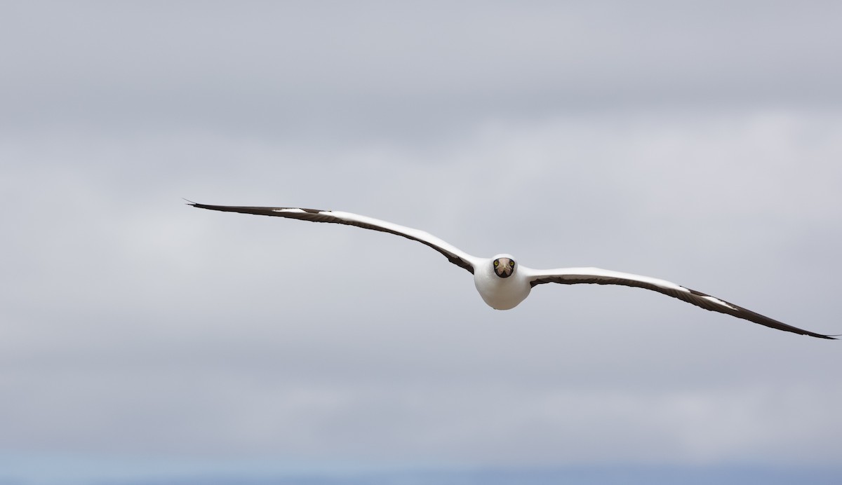 Nazcatölpel - ML646996338