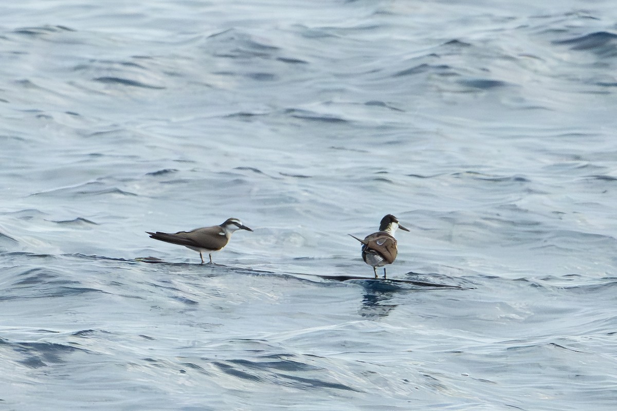 Zügelseeschwalbe - ML646996339