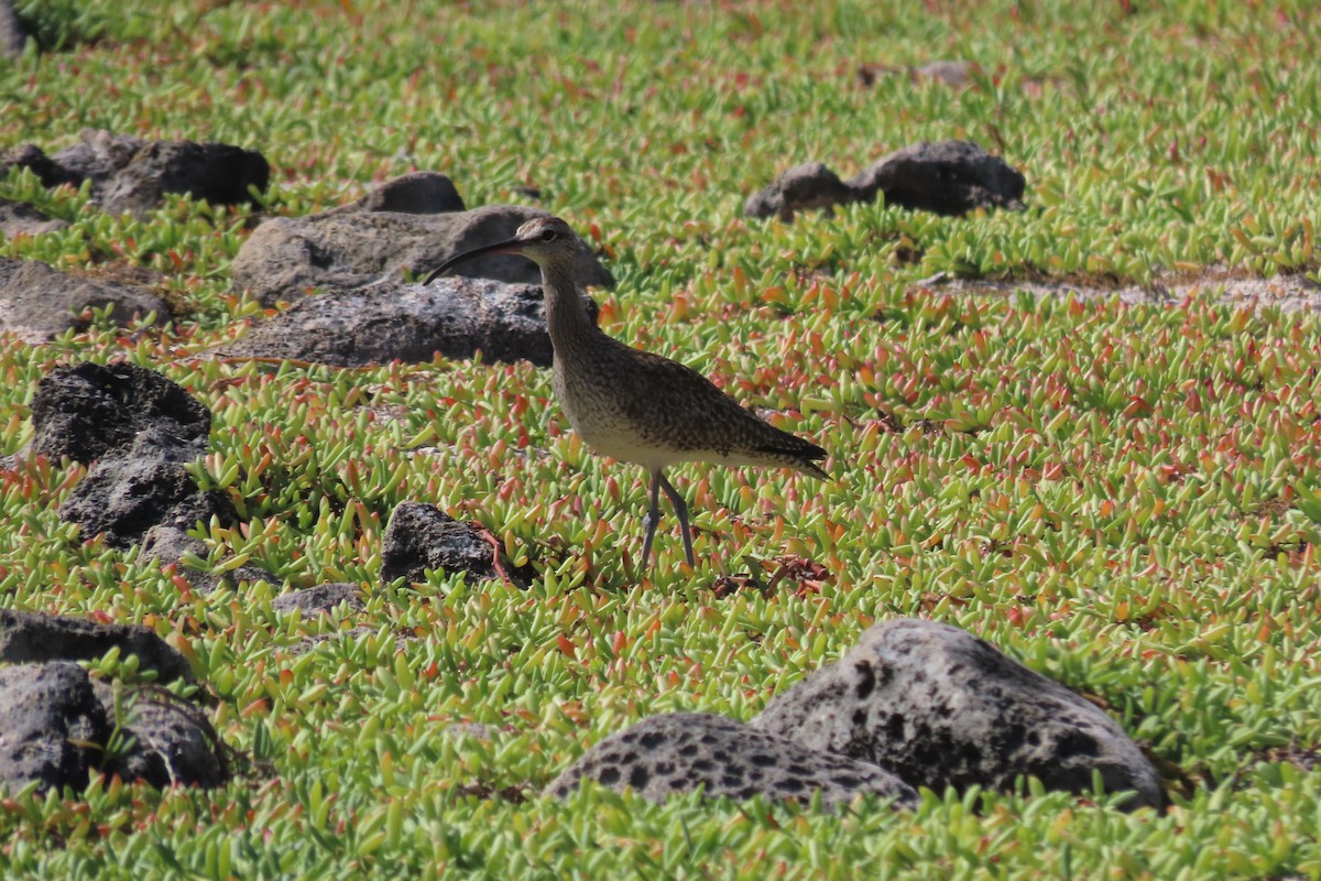 Zarapito Trinador Americano - ML646996340