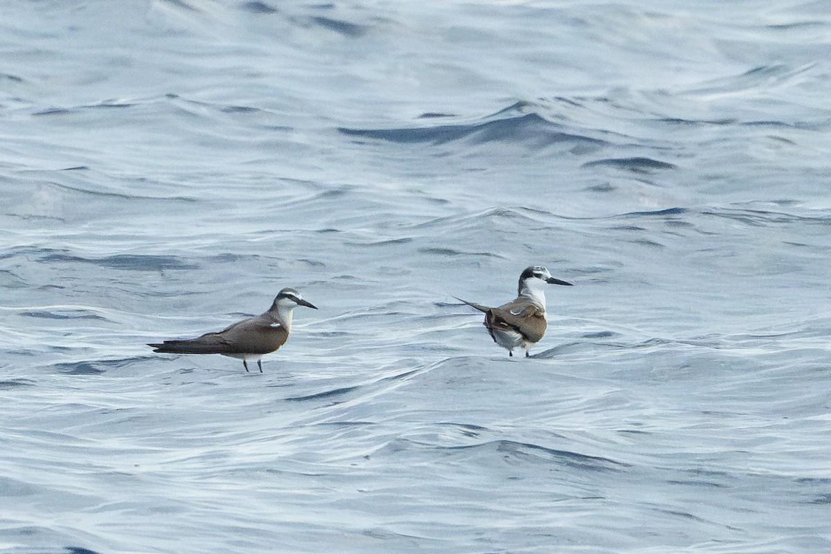 Zügelseeschwalbe - ML646996341