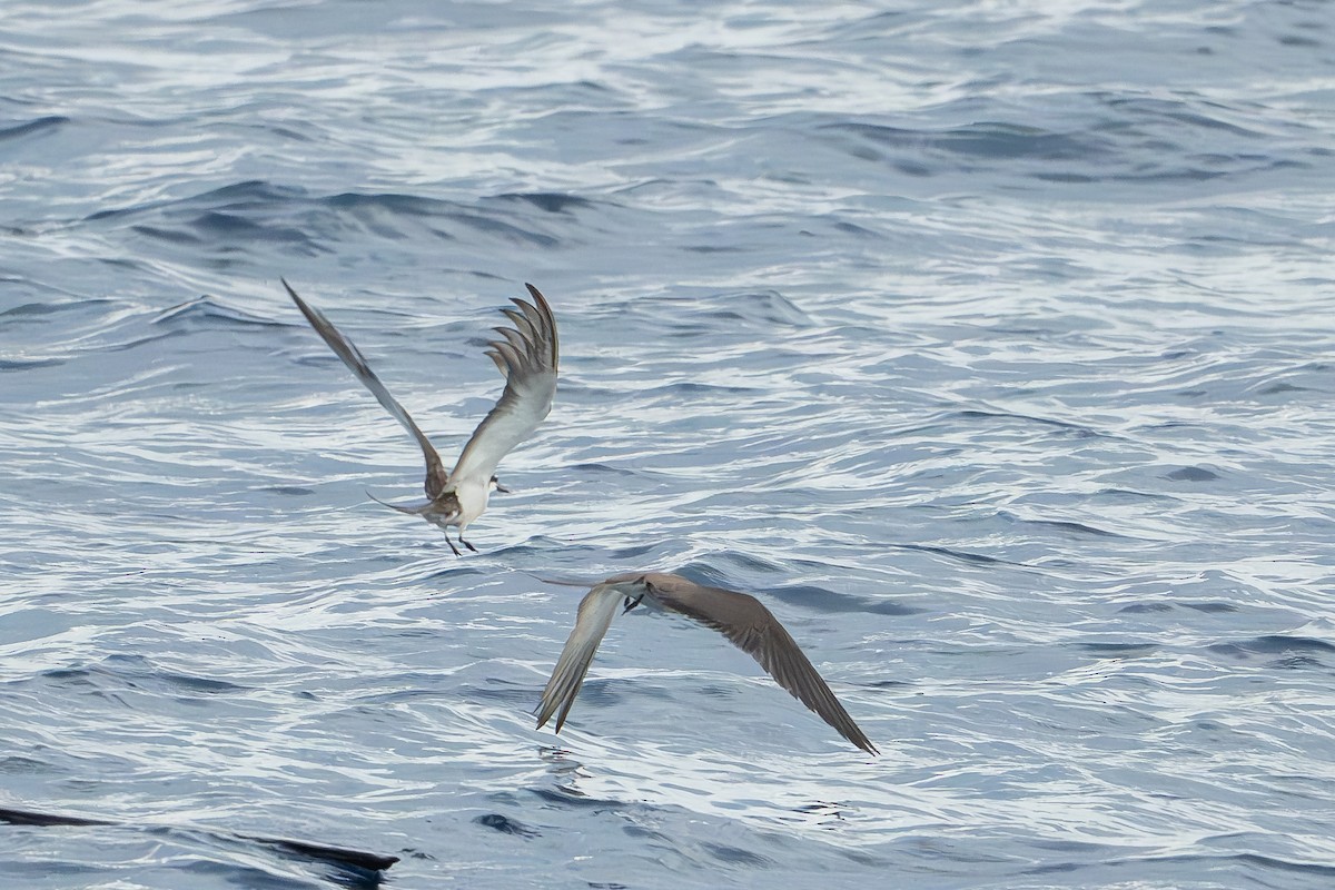 Zügelseeschwalbe - ML646996343