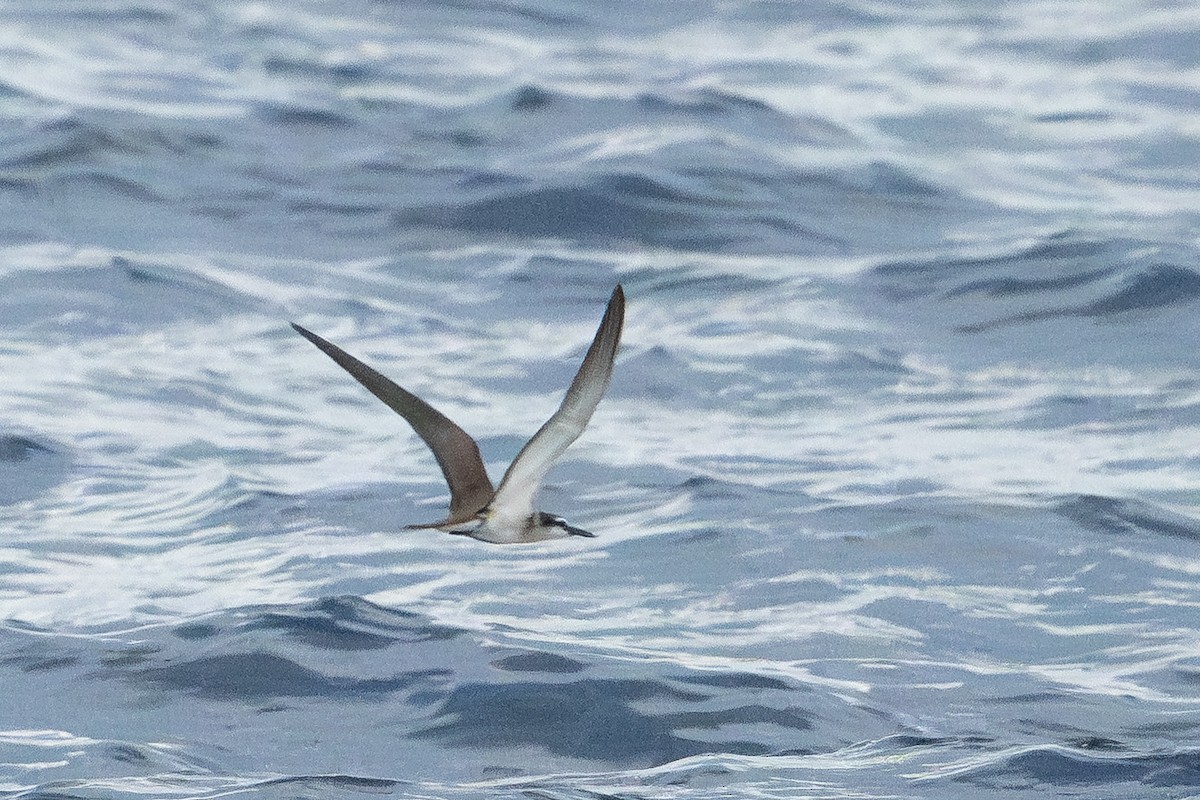 Zügelseeschwalbe - ML646996345