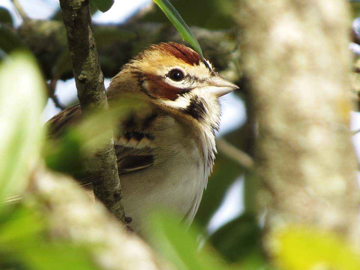 Прерийная овсянка - ML646996352