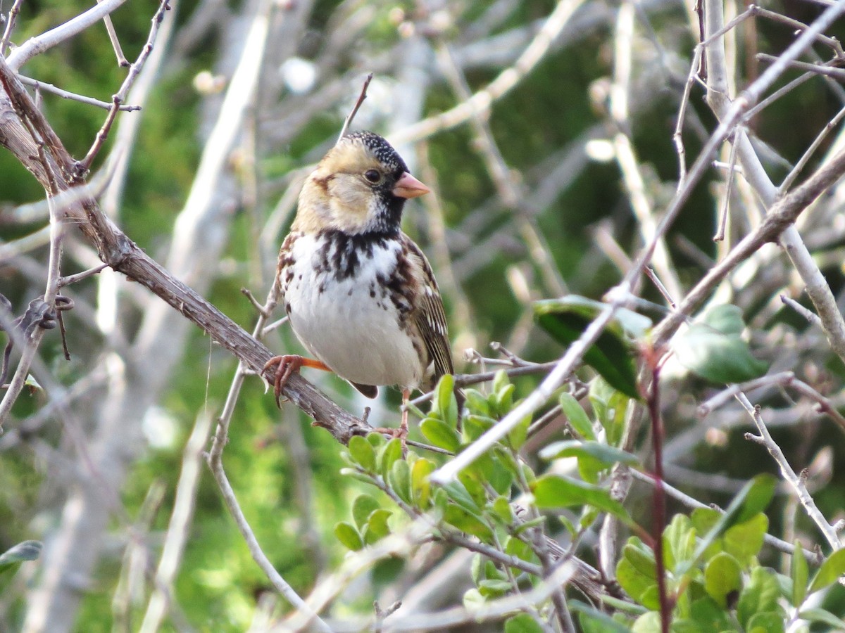 Лесная зонотрихия - ML646996355