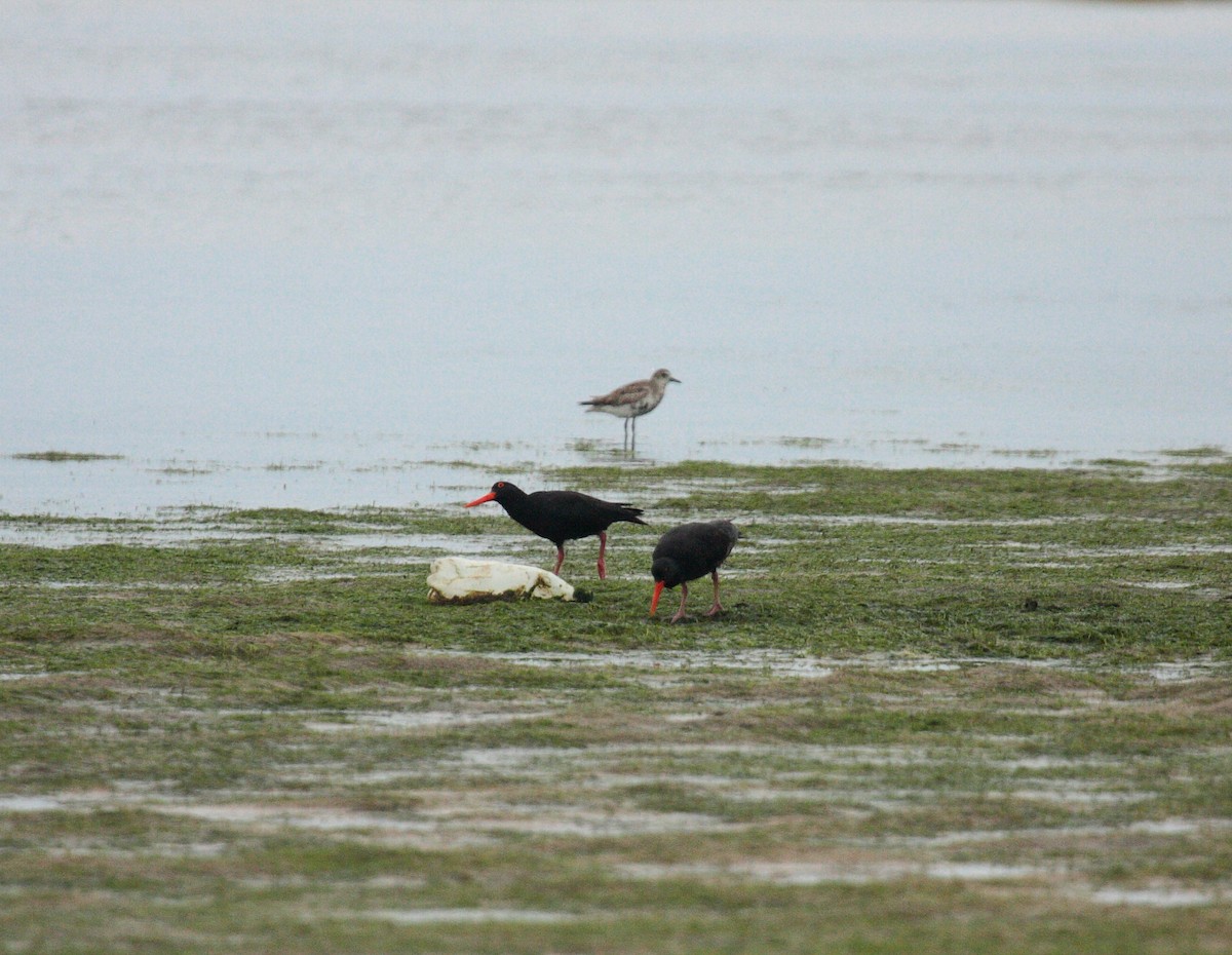 kappsvarttjeld - ML646996356