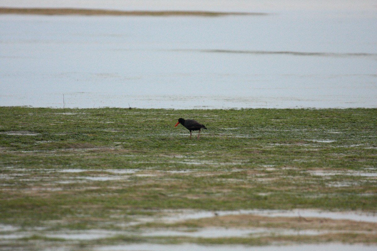 kappsvarttjeld - ML646996357