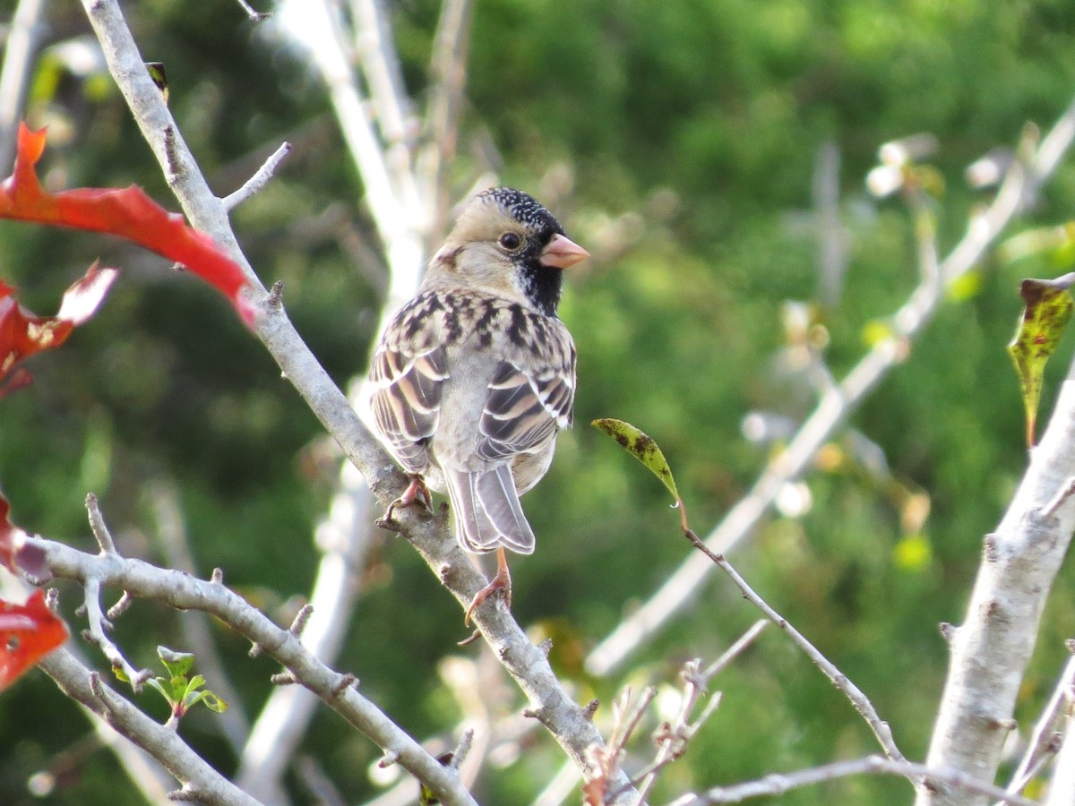 Лесная зонотрихия - ML646996362