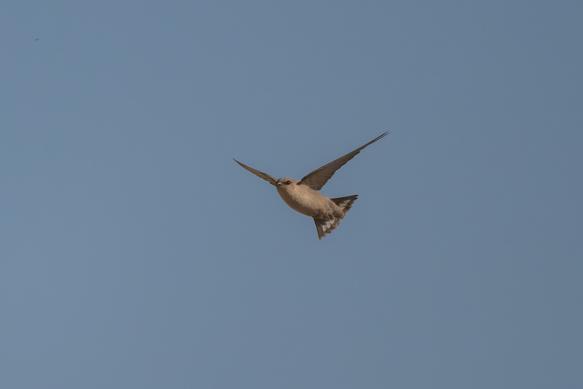 סנונית מדבר - ML646996363