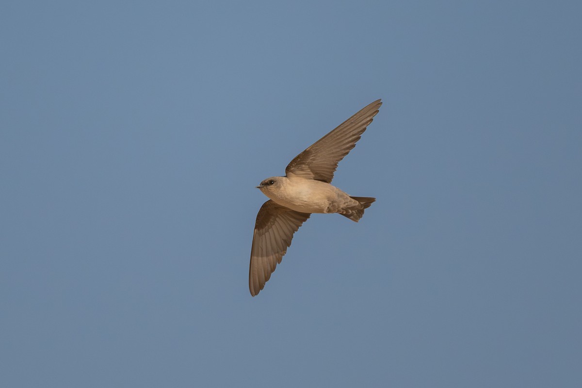 סנונית מדבר - ML646996364