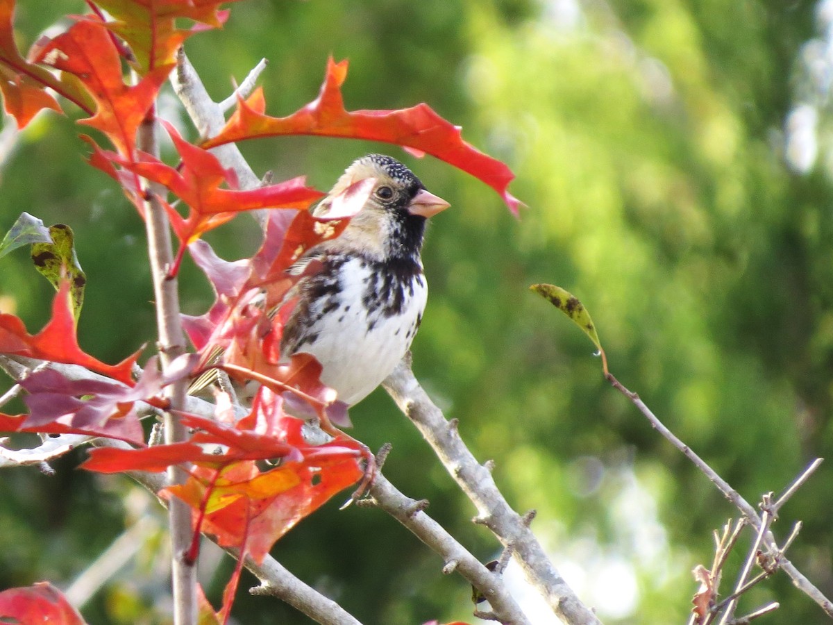 Лесная зонотрихия - ML646996367