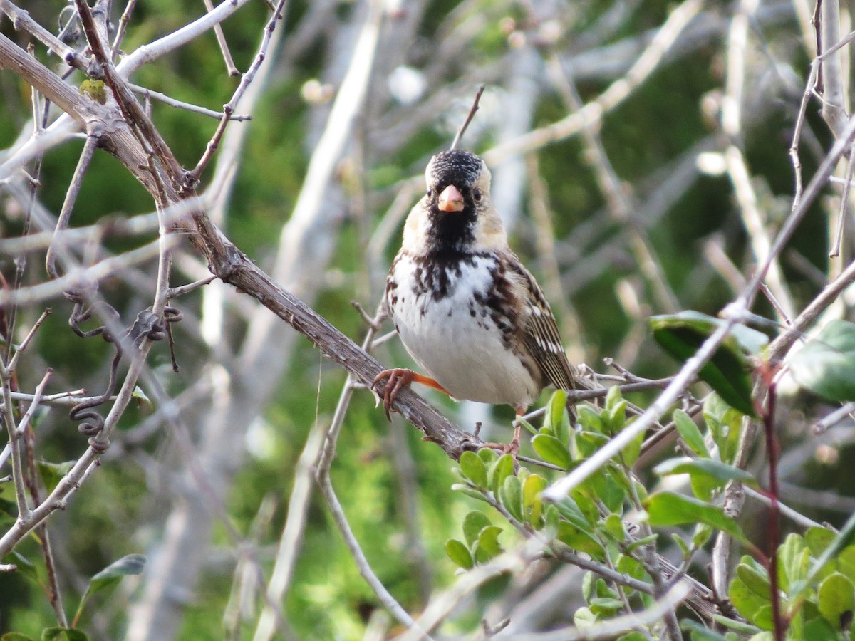 Лесная зонотрихия - ML646996370