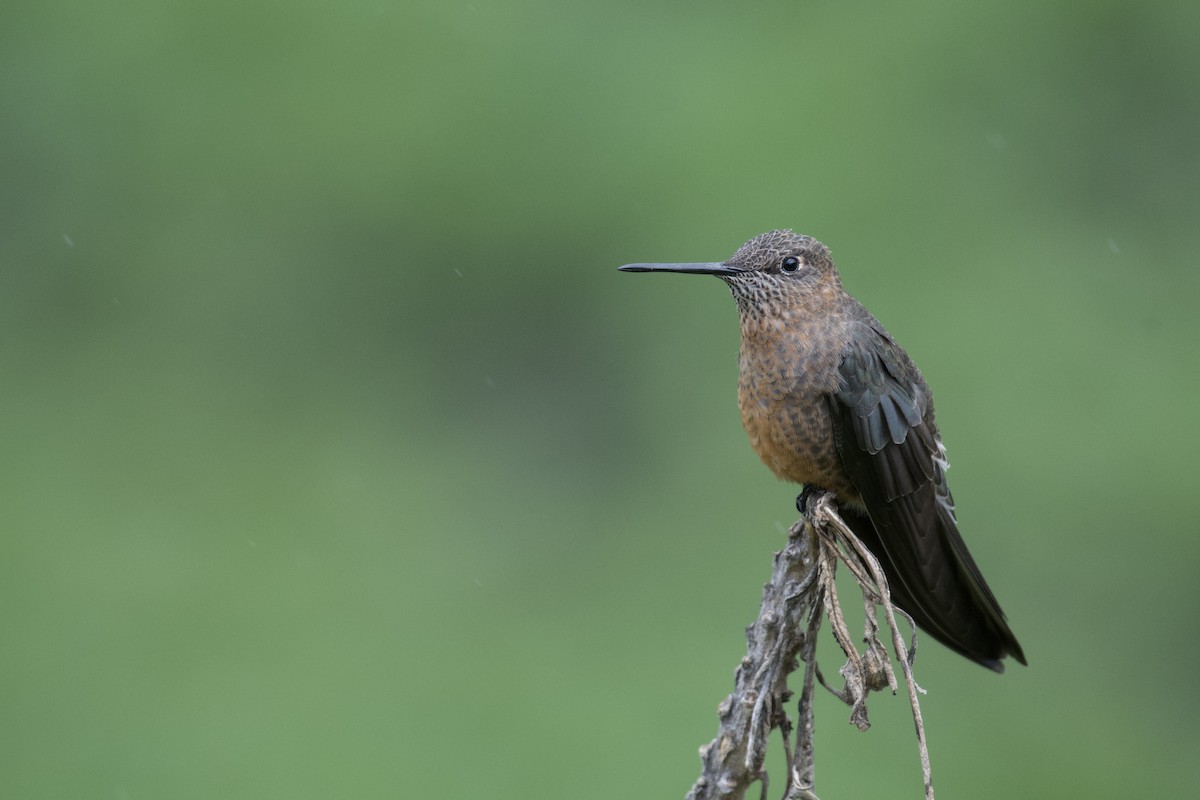 Giant Hummingbird - ML646996373